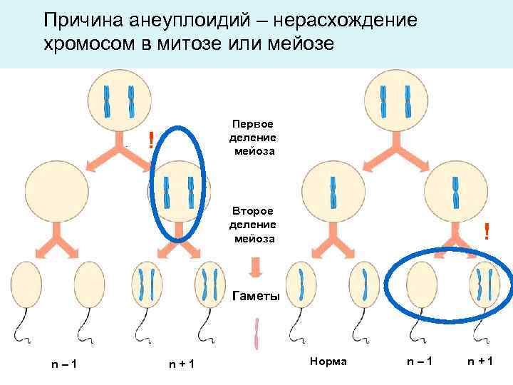 Набор хромосом в гаметах. Анеуплоидия мейоз. Нерасхождение хромосом в мейозе 1. Нерасхождение хромосом в первом делении мейоза. Нерасхождение хромосом в мейозе схема.