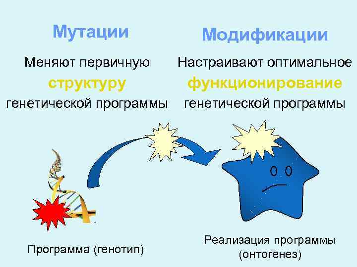Мутации Модификации Меняют первичную Настраивают оптимальное структуру функционирование генетической программы Программа (генотип) Реализация программы