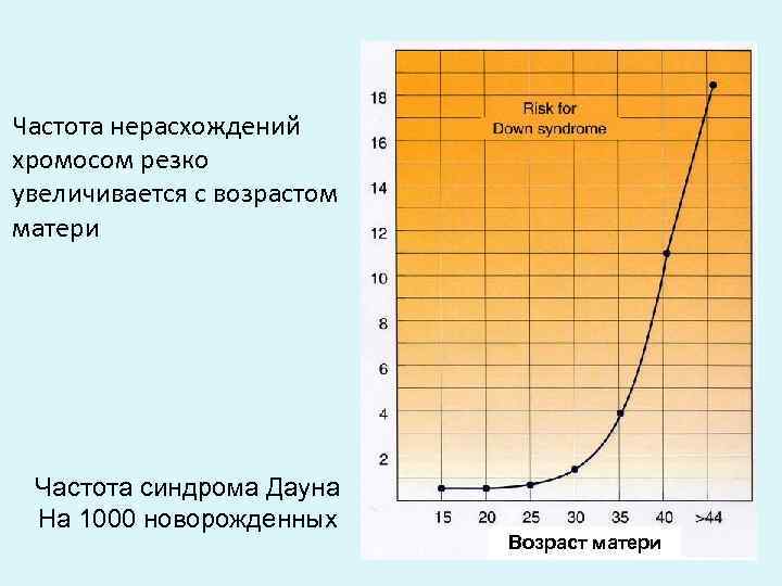 Частота нерасхождений хромосом резко увеличивается с возрастом матери Частота синдрома Дауна На 1000 новорожденных