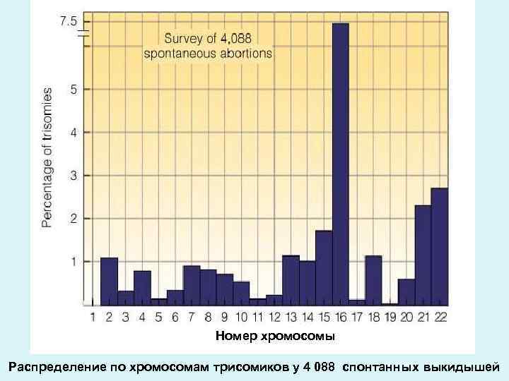 Номер хромосомы Распределение по хромосомам трисомиков у 4 088 спонтанных выкидышей 