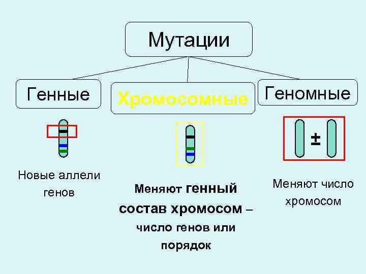 Какая мутация изображена на рисунке хромосомная генная геномная