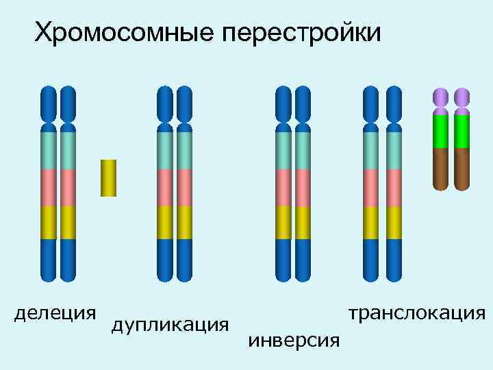 Сопоставьте рисунки и названия хромосомных мутаций