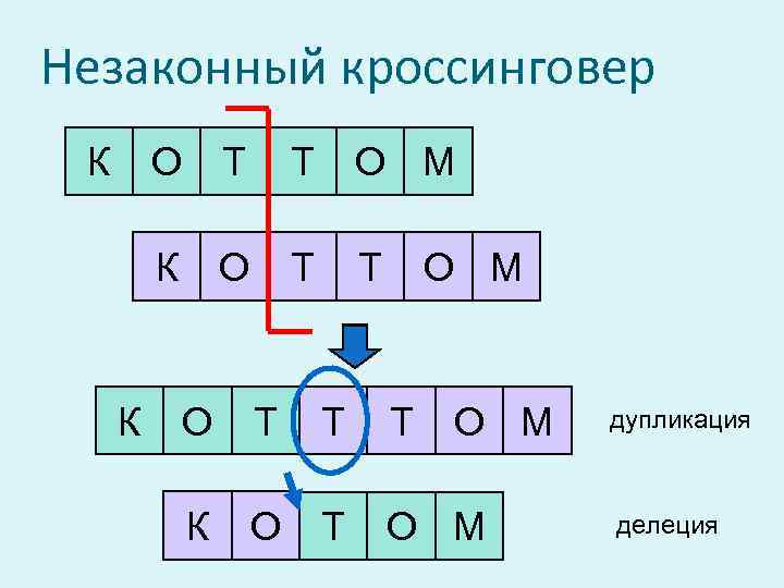 Незаконный кроссинговер К О Т О М К К Т О Т Т О