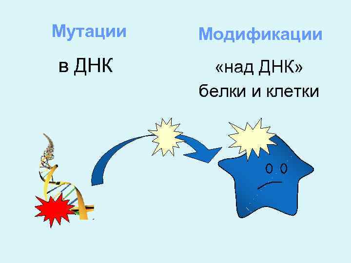 Мутации Модификации в ДНК «над ДНК» белки и клетки 