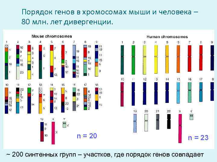 Порядок генов в хромосомах мыши и человека – 80 млн. лет дивергенции. n =