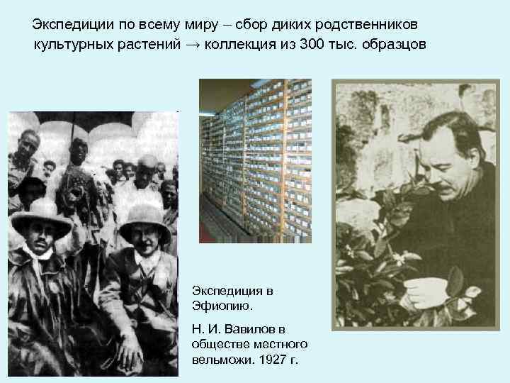 Экспедиции по всему миру – сбор диких родственников культурных растений → коллекция из 300