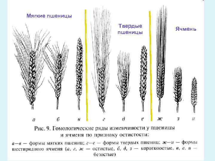 Вавилов закон гомологических рядов в наследственной изменчивости. Пшеница мягкая семейство. Пшеница простой или сложный