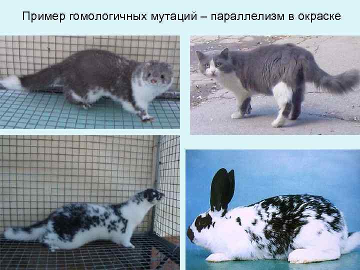 Пример гомологичных мутаций – параллелизм в окраске 