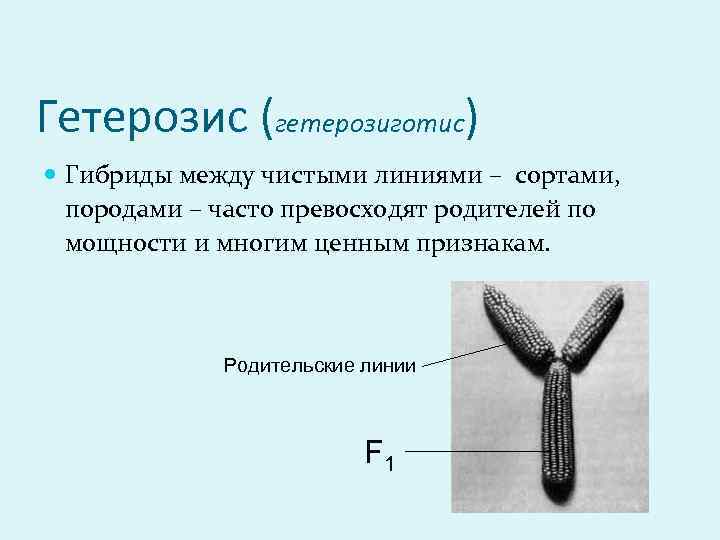 Гетерозис (гетерозиготис) Гибриды между чистыми линиями – сортами, породами – часто превосходят родителей по