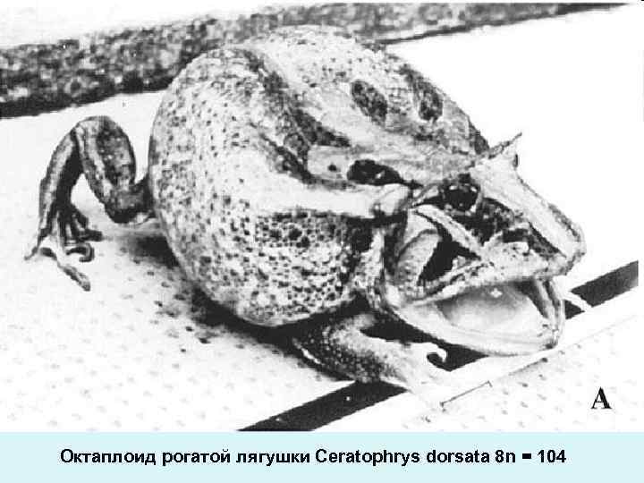 Октаплоид рогатой лягушки Ceratophrys dorsata 8 n = 104 