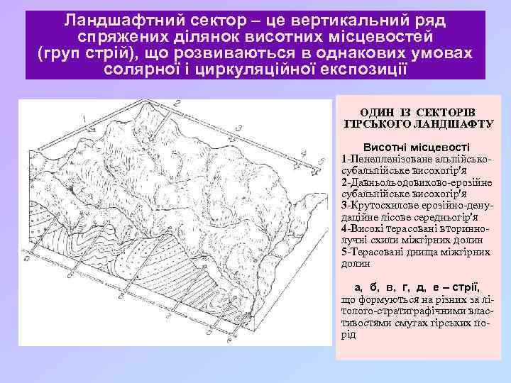 Ландшафтний сектор – це вертикальний ряд спряжених ділянок висотних місцевостей (груп стрій), що розвиваються