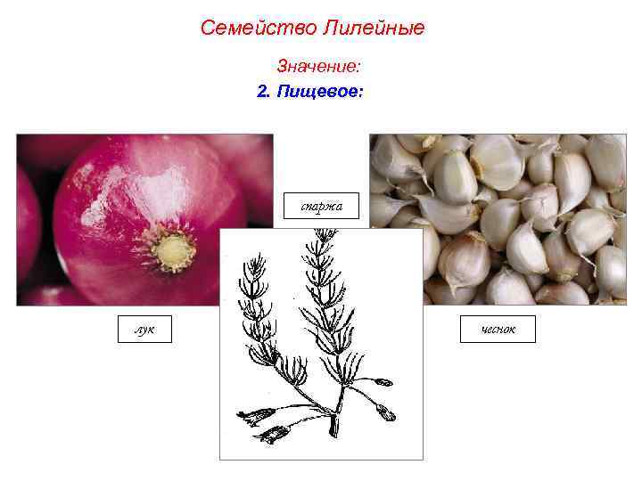 Семейство Лилейные Значение: 2. Пищевое: спаржа лук чеснок 