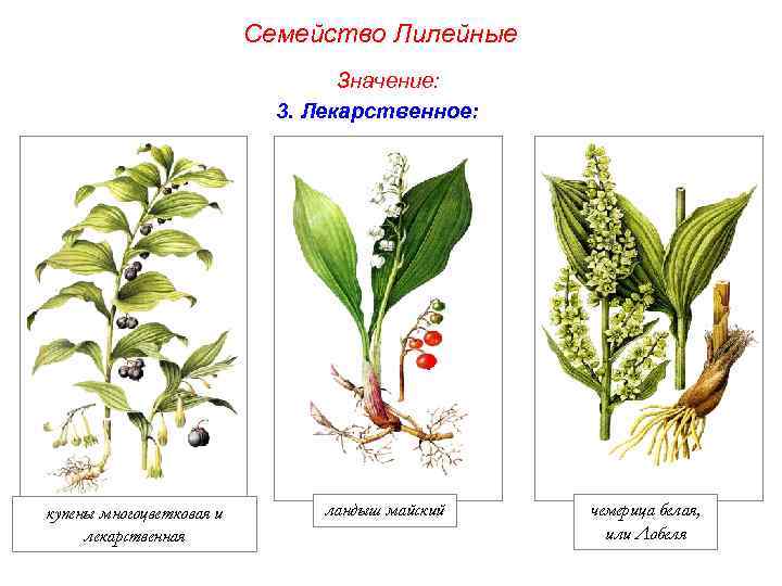 Семейство Лилейные Значение: 3. Лекарственное: купены многоцветковая и лекарственная ландыш майский чемерица белая, или