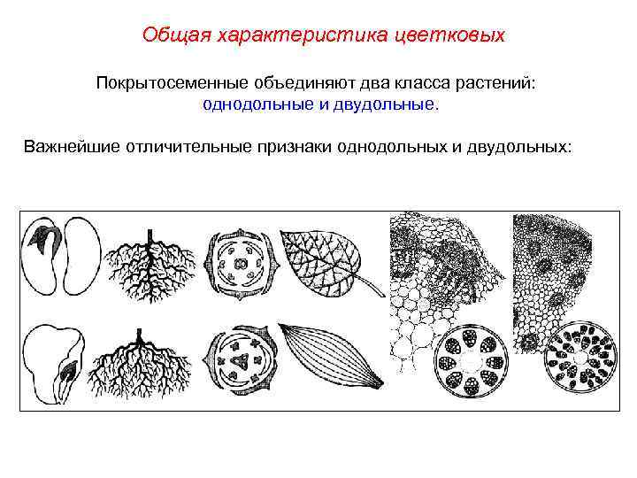 Общая характеристика цветковых Покрытосеменные объединяют два класса растений: однодольные и двудольные. Важнейшие отличительные признаки