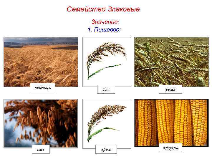 Семейство Злаковые Значение: 1. Пищевое: пшеница овес рис рожь просо кукуруза 