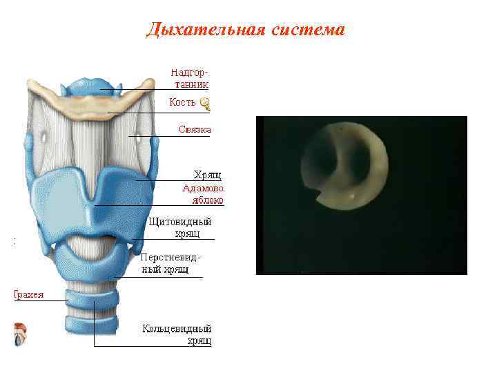 Дыхательная система 