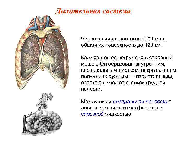 Дыхательная система Число альвеол достигает 700 млн. , общая их поверхность до 120 м