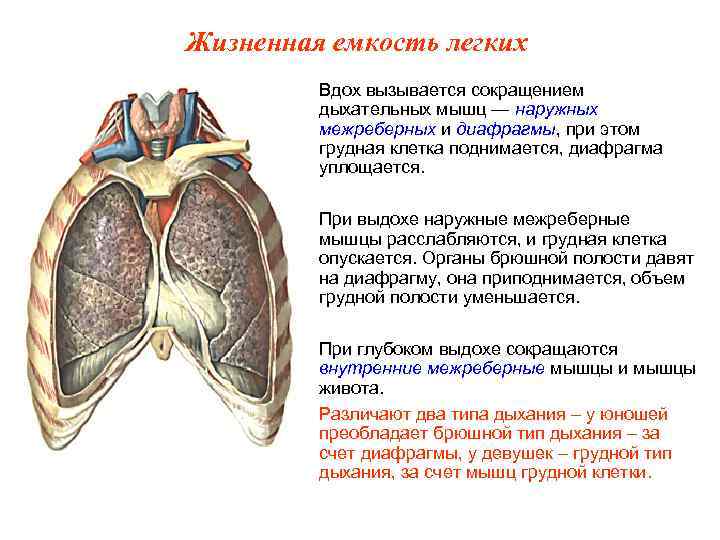 Жизненная емкость легких Вдох вызывается сокращением дыхательных мышц — наружных межреберных и диафрагмы, при