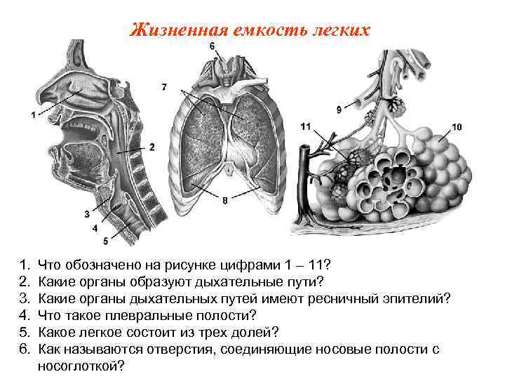 Жизненная емкость легких 1. 2. 3. 4. 5. 6. Что обозначено на рисунке цифрами