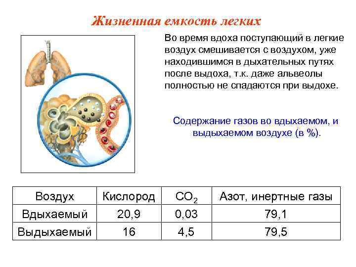 Жизненная емкость легких Во время вдоха поступающий в легкие воздух смешивается с воздухом, уже