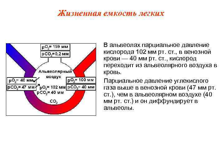 Жизненная емкость легких В альвеолах парциальное давление кислорода 102 мм рт. ст. , в