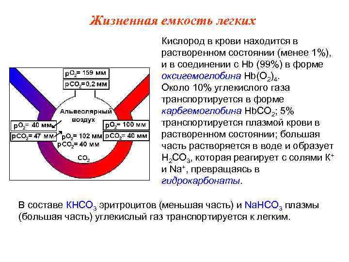 Жизненная емкость легких Кислород в крови находится в растворенном состоянии (менее 1%), и в