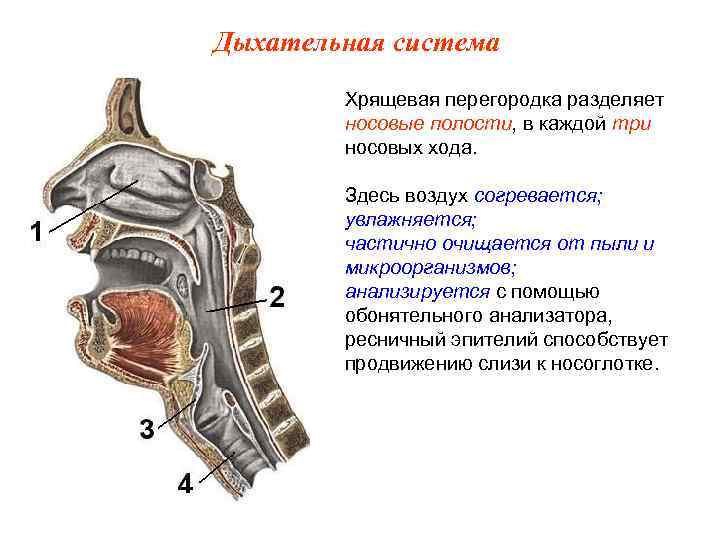 Дыхательная система Хрящевая перегородка разделяет носовые полости, в каждой три носовых хода. Здесь воздух