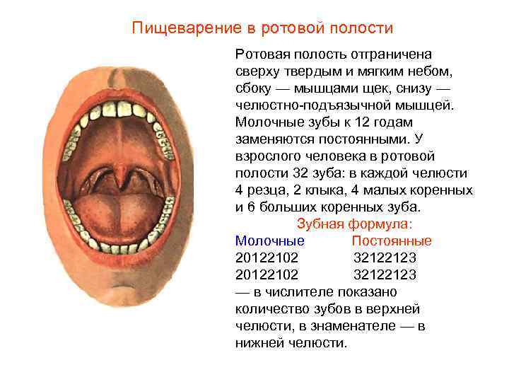 Пищеварение в ротовой полости Ротовая полость отграничена сверху твердым и мягким небом, сбоку —