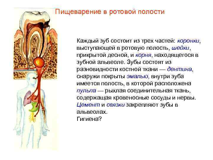 Пищеварение в ротовой полости Каждый зуб состоит из трех частей: коронки, выступающей в ротовую