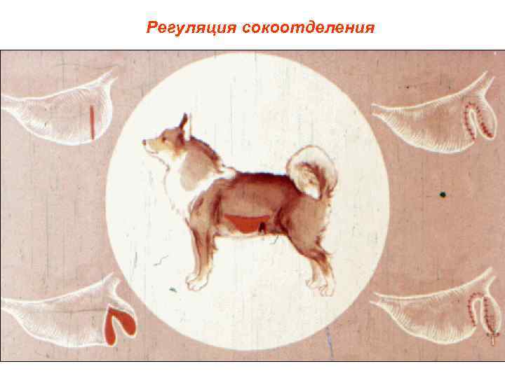 Регуляция сокоотделения 