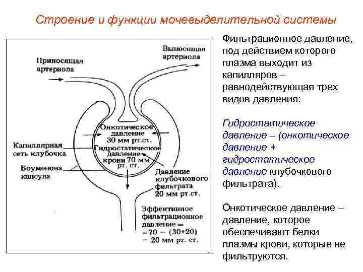 Строение и функции мочевыделительной системы Фильтрационное давление, под действием которого плазма выходит из капилляров