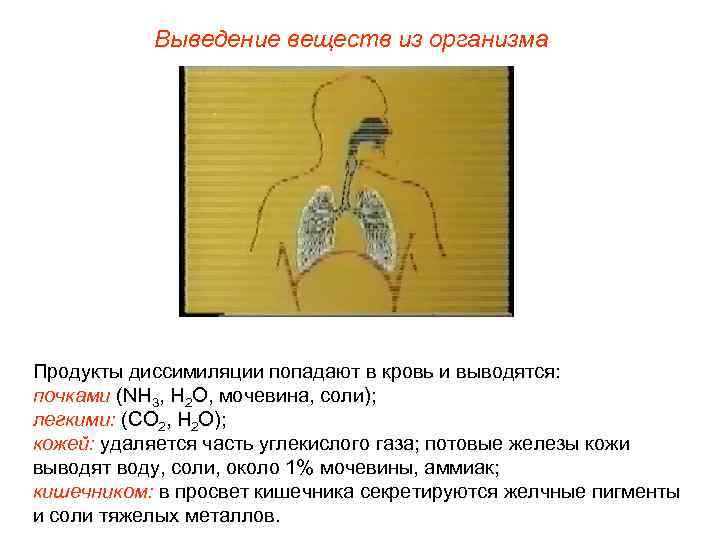 Выведение веществ из организма Продукты диссимиляции попадают в кровь и выводятся: почками (NH 3,