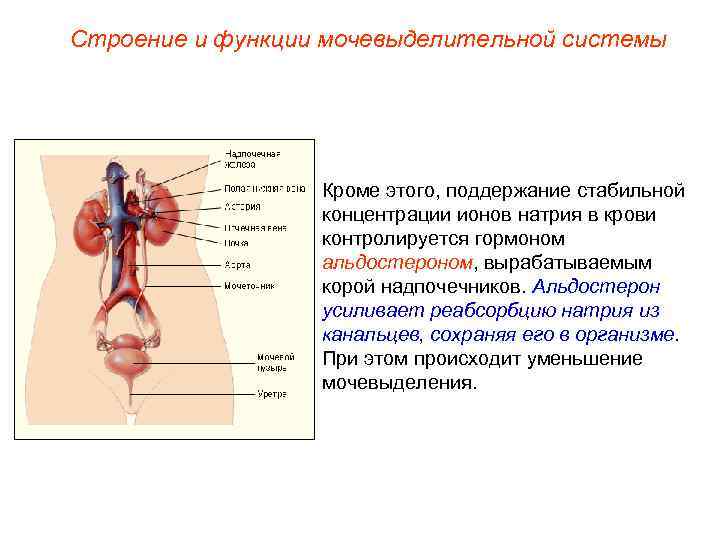 Строение и функции мочевыделительной системы Кроме этого, поддержание стабильной концентрации ионов натрия в крови
