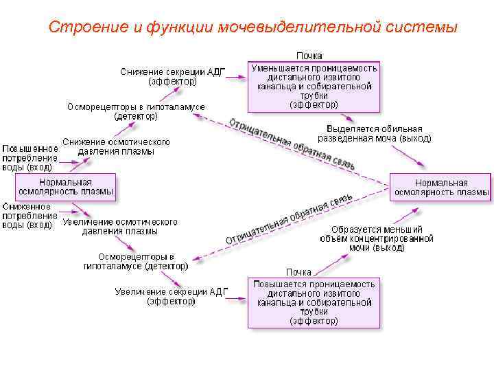 Строение и функции мочевыделительной системы 