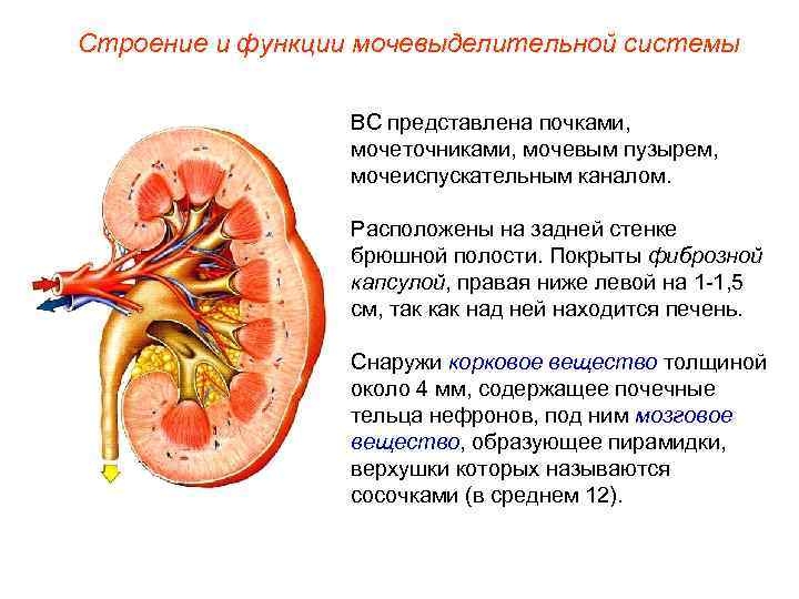 Строение и функции мочевыделительной системы ВС представлена почками, мочеточниками, мочевым пузырем, мочеиспускательным каналом. Расположены