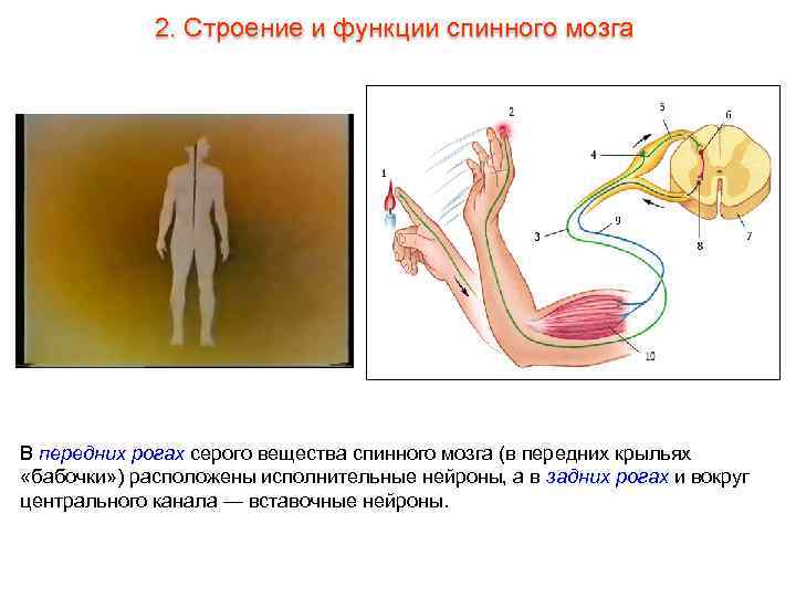 2. Строение и функции спинного мозга В передних рогах серого вещества спинного мозга (в