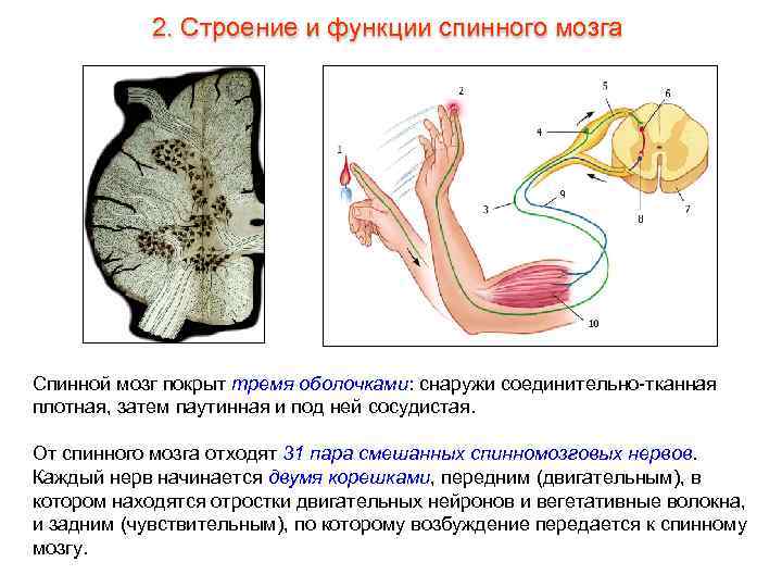 2. Строение и функции спинного мозга Спинной мозг покрыт тремя оболочками: снаружи соединительно-тканная плотная,