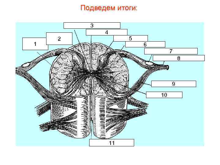 Подведем итоги: 3 4 1 5 2 6 7 8 9 10 11 