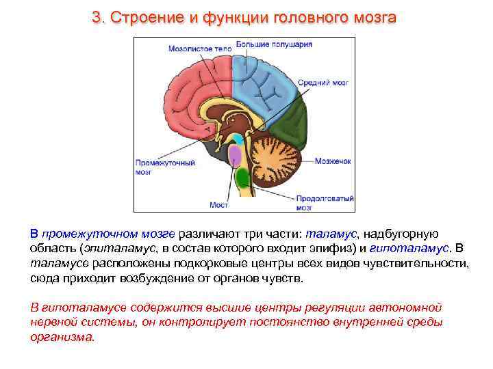 3. Строение и функции головного мозга В промежуточном мозге различают три части: таламус, надбугорную