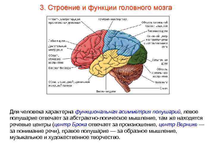 3. Строение и функции головного мозга Для человека характерна функциональная асимметрия полушарий, левое полушарие