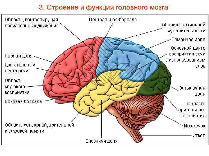 3. Строение и функции головного мозга 