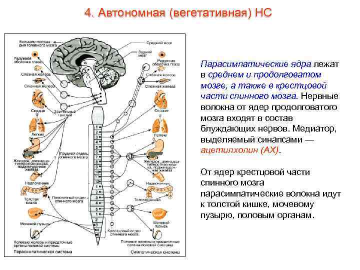 4. Автономная (вегетативная) НС Парасимпатические ядра лежат в среднем и продолговатом мозге, а также