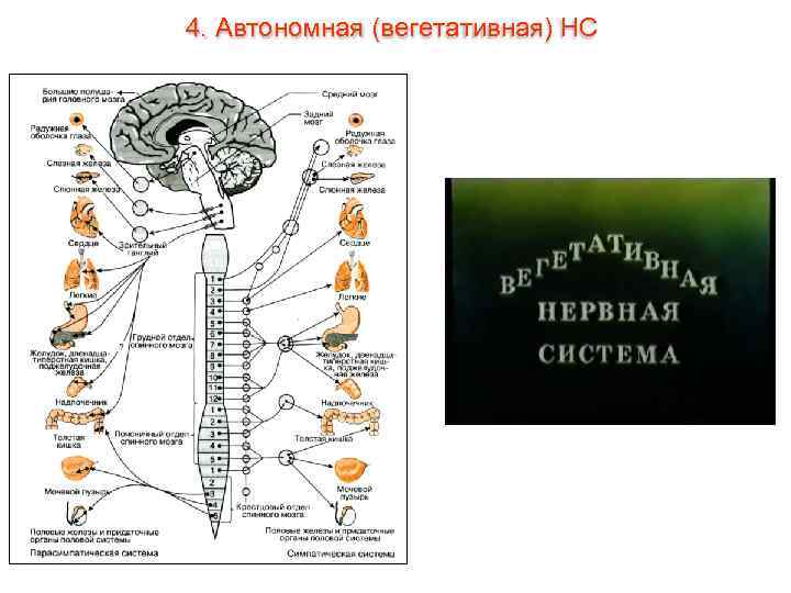 4. Автономная (вегетативная) НС 