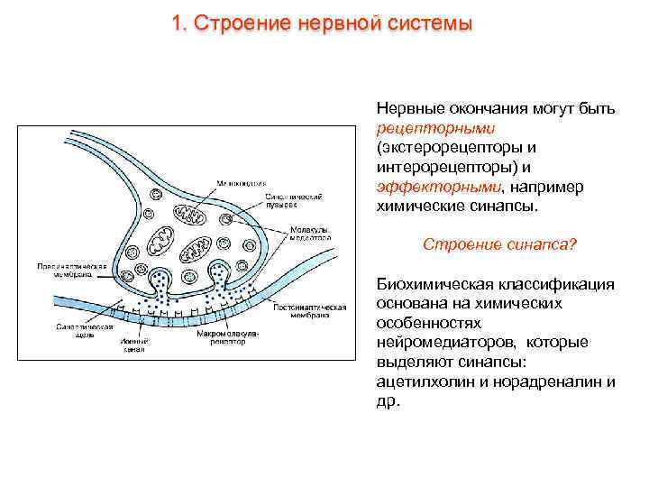 1. Строение нервной системы Нервные окончания могут быть рецепторными (экстерорецепторы и интерорецепторы) и эффекторными,