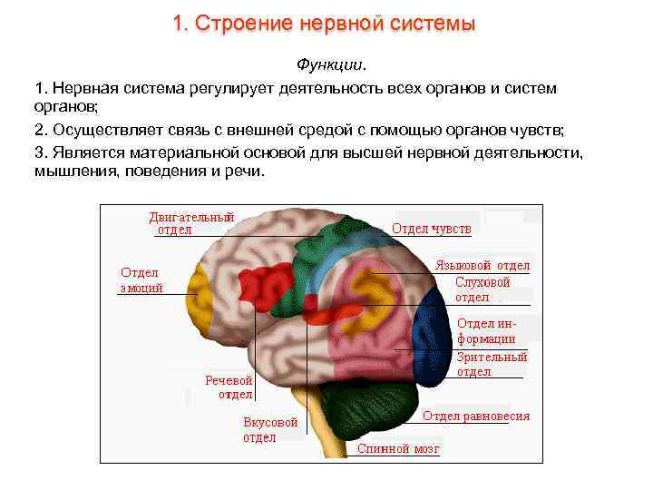 1. Строение нервной системы Функции. 1. Нервная система регулирует деятельность всех органов и систем