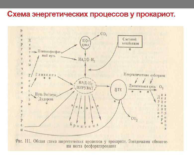 Схема энергетических процессов у прокариот. 