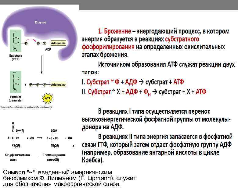 Символ "~", введенный американским биохимиком Ф. Липманом (F. Lipmann), служит для обозначения макроэргической связи.