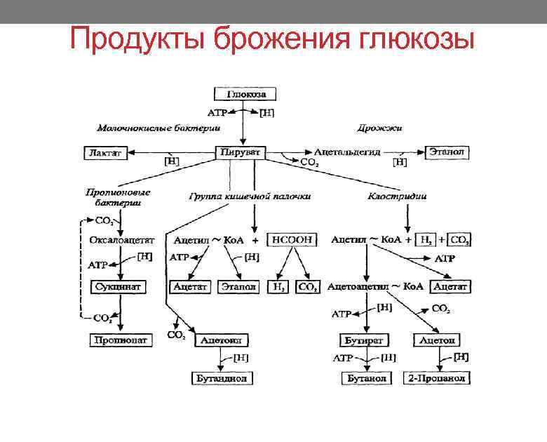 Продукты брожения глюкозы 