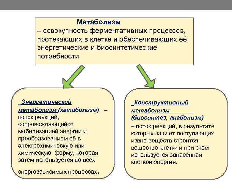 Метаболизм – совокупность ферментативных процессов, протекающих в клетке и обеспечивающих её энергетические и биосинтетические