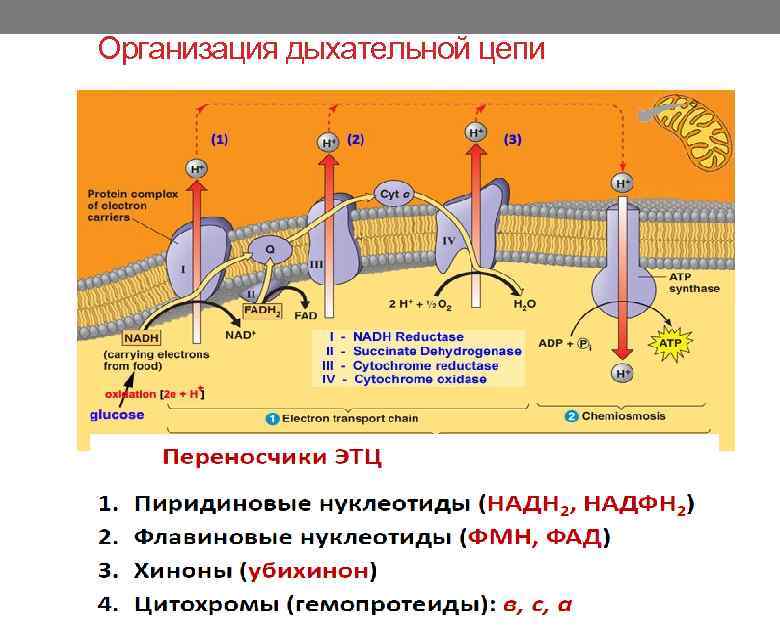 Организация дыхательной цепи 